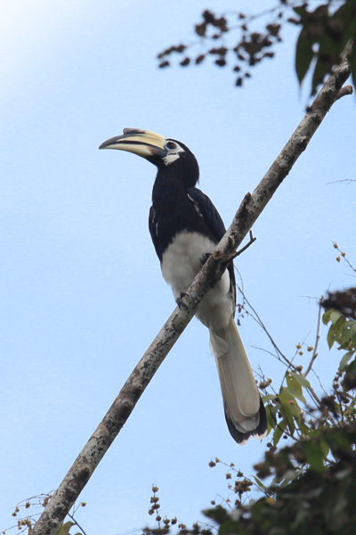 Oriental Pied Hornbill